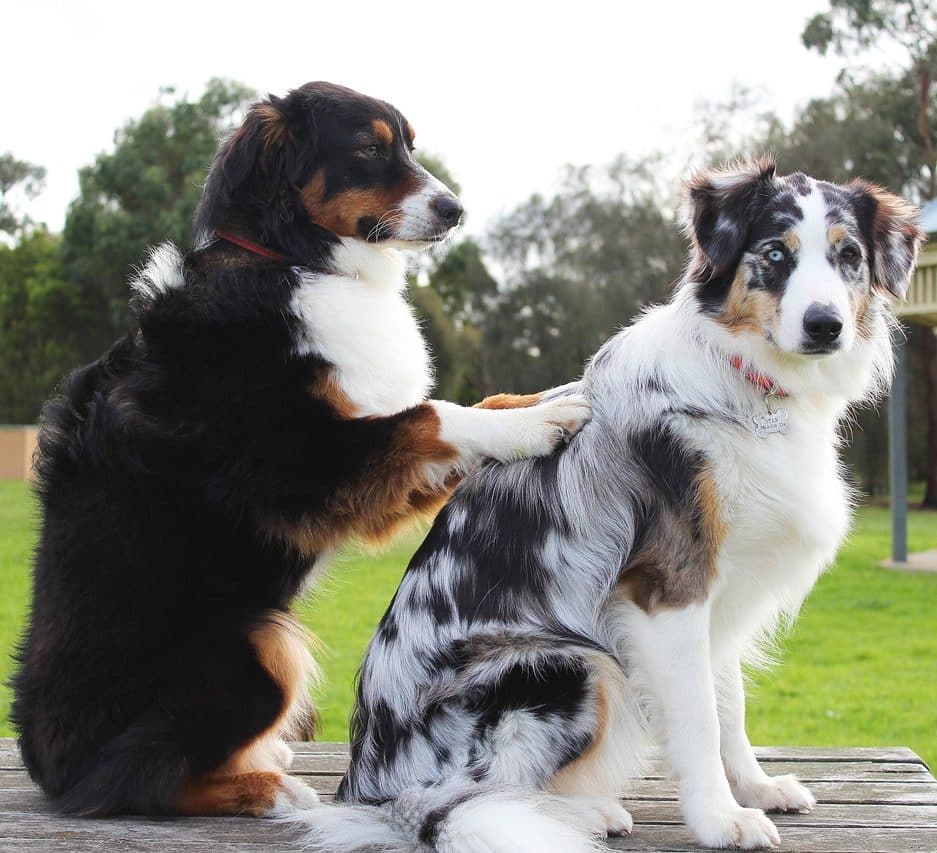 Two Dogs In A Park