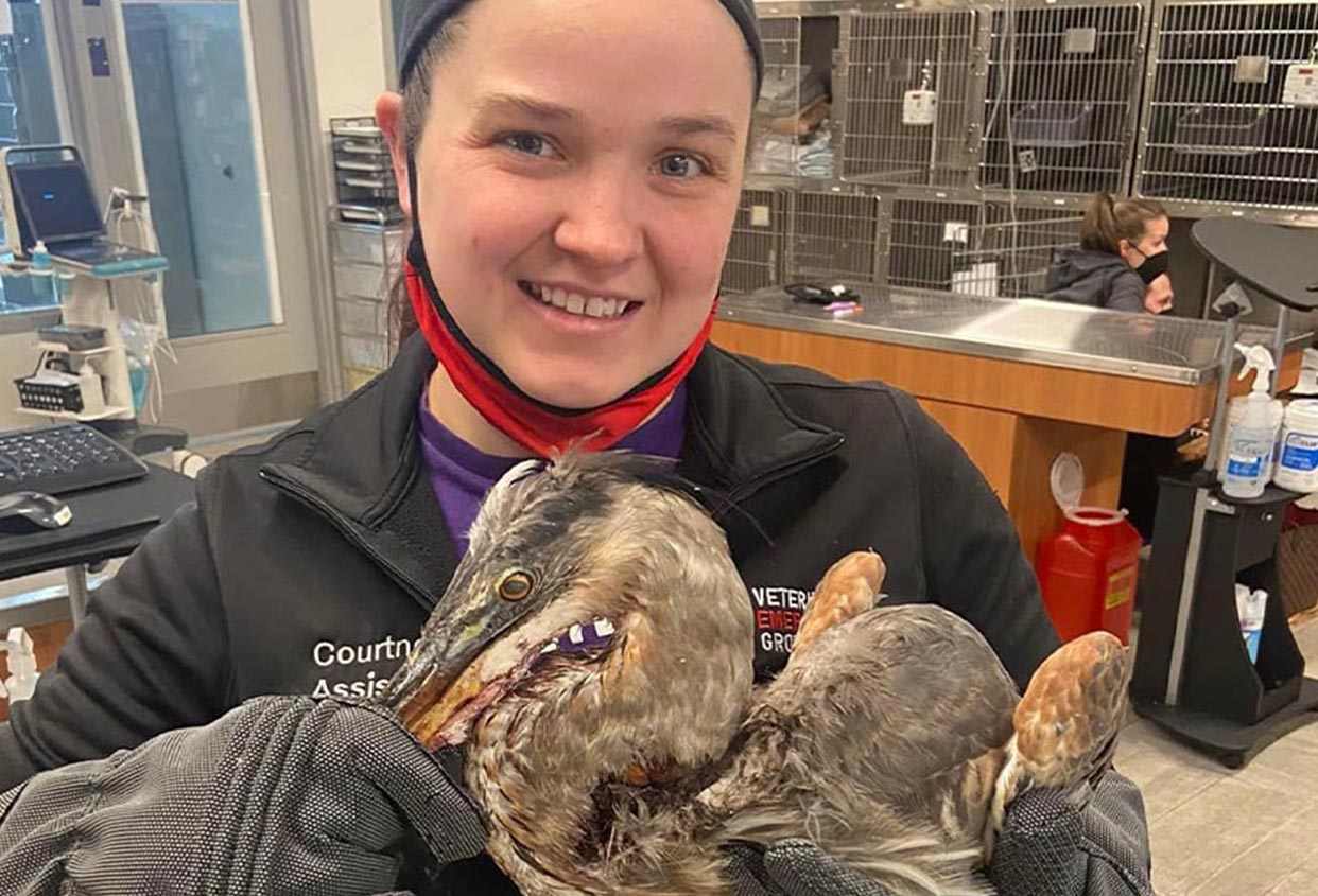 Veterinary Assistant Smiling And Holding Pelican Mobile