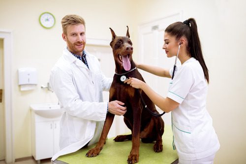veterinary-team-examining-dog-at-clinic