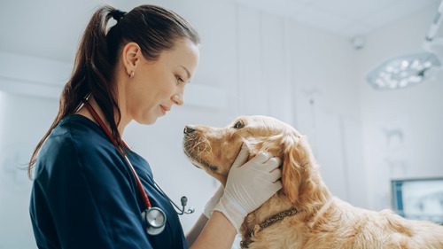 happy-female-veterinarian-examining-golden-retriever-at-clinic