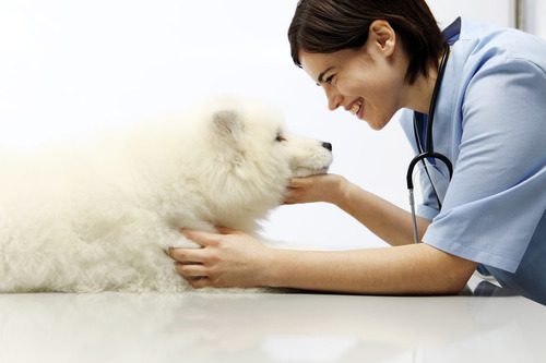 happy-female-veterinarian-smiling-at-dog-that-is-laying-on-exam-table