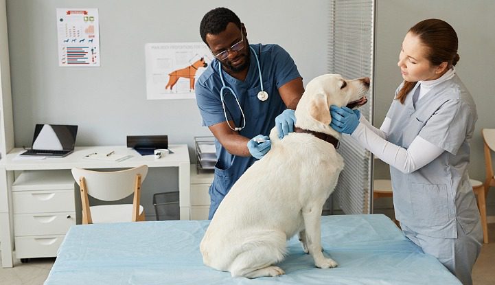 male veterinarian and female nurse tending to a Labrador Retriever