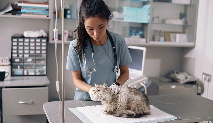 female Veterinarian examining cat