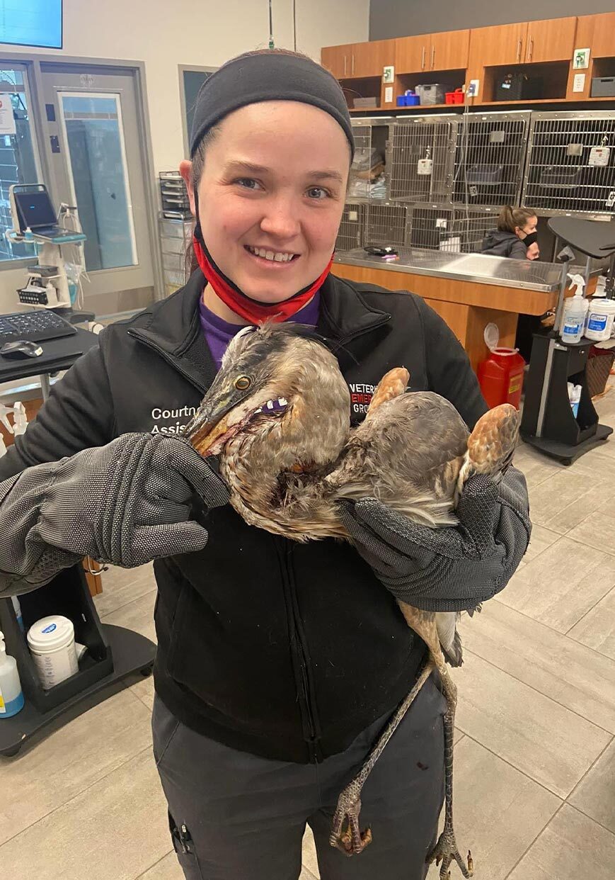 Veterinary Assistant Smiling And Holding Pelican